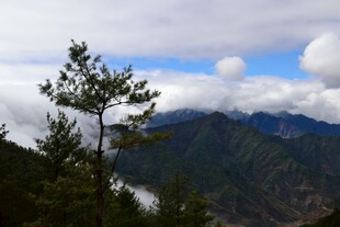 山间松景 云雾缭绕山峦