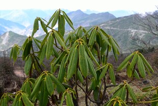 山间嫩绿植物枝叶特写