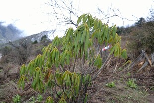 山间翠绿植物景观