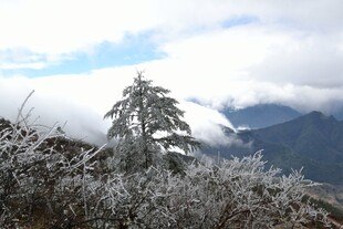 雪覆山林中的孤树