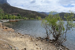 湖畔孤树 山水相依之景