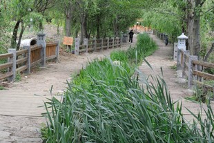 乡村小径旁的葱郁绿植