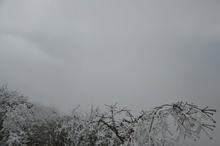 雪覆树枝的冬日景象