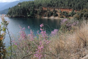 湖畔野花与山林美景