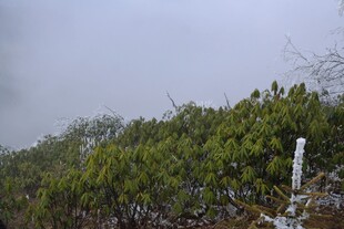 雾中葱郁山林景色