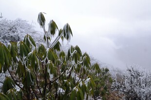 雪覆绿叶的自然景致