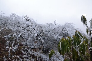 雪覆枝叶的冬日景致