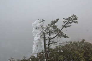 雾中白衣人与小树