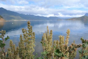湖畔风光 远山近植映碧水