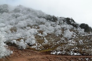 山间雪覆树木美景