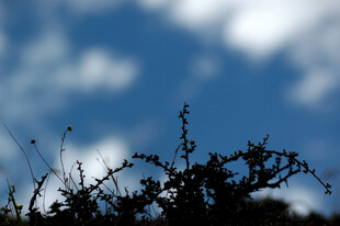 蓝天映衬下的植物剪影