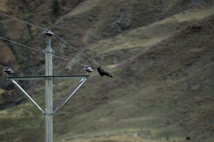 电杆上栖息的鸟儿