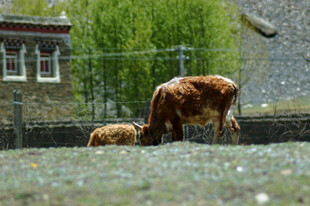 草原上的母牛与小牛