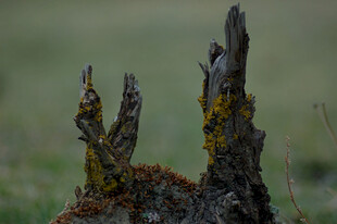 枯树桩上的斑驳苔藓