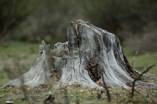 古老树桩 尽显岁月痕迹