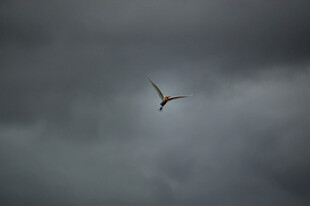 飞鸟翱翔于阴沉天空