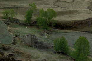 荒漠中的绿色生机