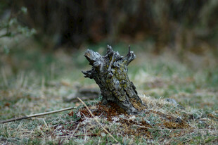 枯树桩立于草地