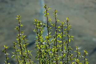 嫩绿柳枝 清新自然景致