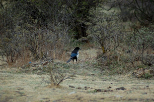 徒步者穿行于荒野小径