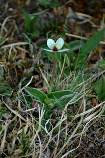 草丛中的白色小花