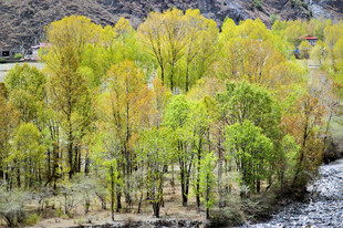 河畔多彩树林美景