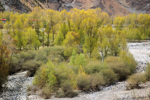 秋日河谷的斑斓树林