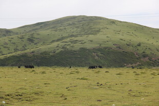 绿色山丘下的开阔草地