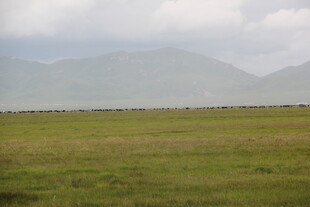 草原远景 山峦隐于云雾中