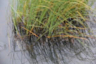 湿地中的繁茂绿色植物