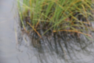 水中生长的绿色茂盛水草