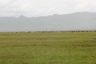 广袤草原与远处山峦
