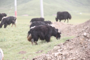 草原上的牦牛群