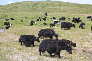 草原上的牦牛群