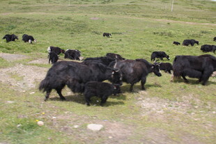 草原上的牦牛群