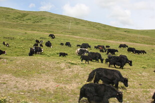 草原上的牦牛群