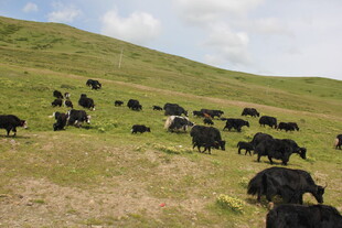 草原上的牦牛群
