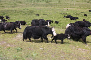 草原上的牦牛群