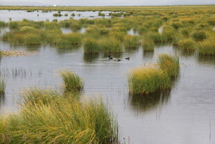 湿地景观中的茂盛水生植物