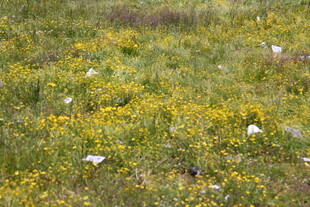 野花丛中的白色垃圾