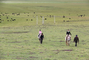 草原上的骑马者与飞鸟