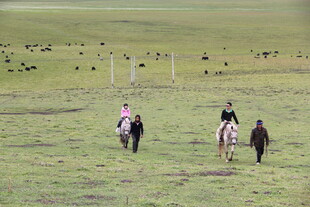 草原上的骑马者与羊群