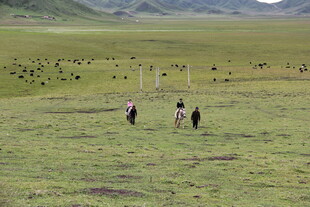 草原上的人群与牲畜