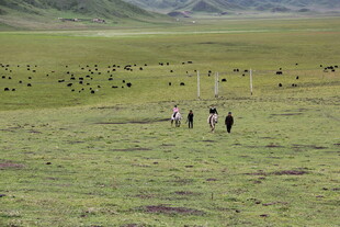 草原上的人群与牲畜