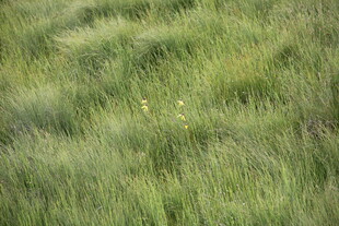 翠绿草地 清新自然之景