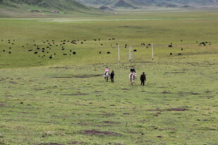 草原上的人群与牲畜