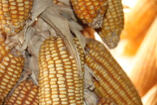 挂着的金黄饱满玉米棒