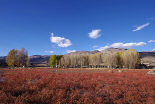 秋日红草地与蓝天白云景