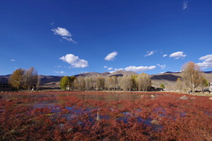 秋日红草地与蓝天美景