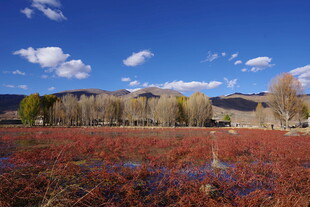 秋日红草地与远山蓝天